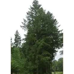 PÉPINIÈRES NAUDET - Douglas vert (pseudotsuga menziesii) - godet - taille 20/40cm