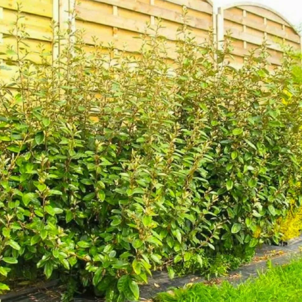 PÉPINIÈRES NAUDET - Elaeagnus (elaeagnus ebbingei)