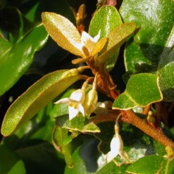 PÉPINIÈRES NAUDET - Elaeagnus (elaeagnus ebbingei)
