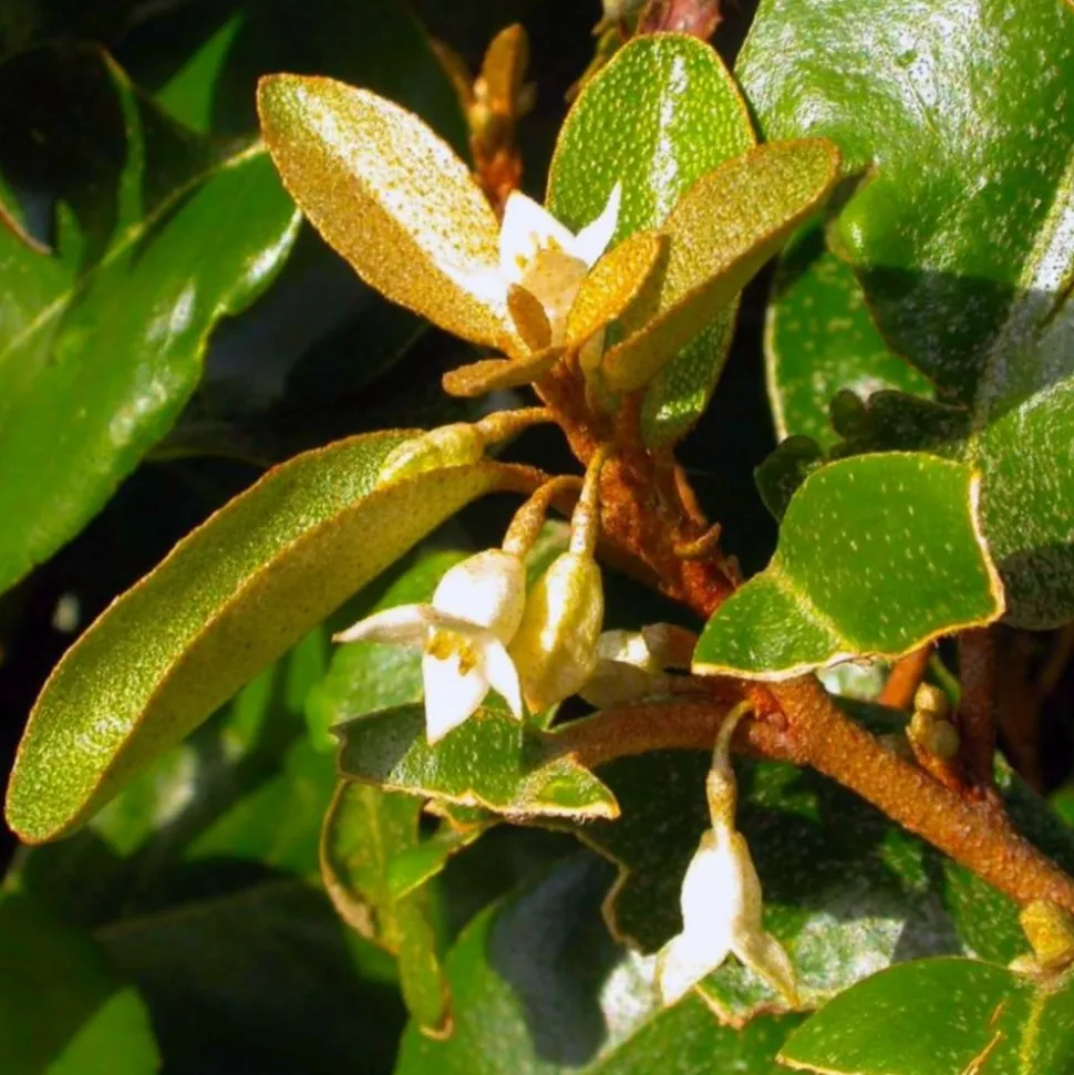 PÉPINIÈRES NAUDET - Elaeagnus (elaeagnus ebbingei)