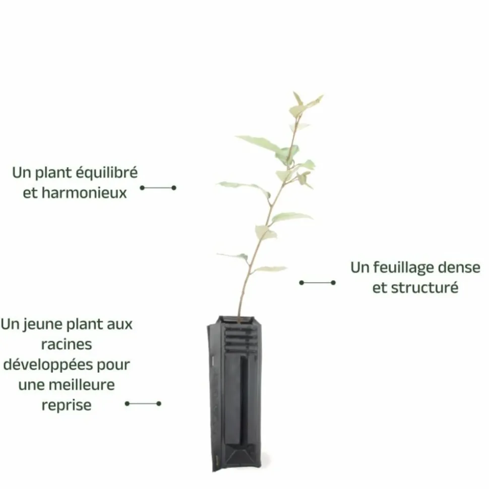 PÉPINIÈRES NAUDET - Elaeagnus (elaeagnus ebbingei)