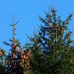 PÉPINIÈRES NAUDET - Epicéa commun (picea abies) - godet - taille 20/40cm