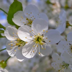 PÉPINIÈRES NAUDET - Epine noire ou prunellier (prunus spinosa)