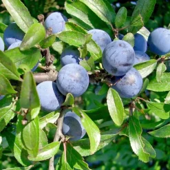PÉPINIÈRES NAUDET - Epine noire ou prunellier (prunus spinosa)