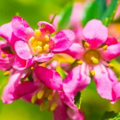 PÉPINIÈRES NAUDET - Escallonia rouge à fleurs roses (escallonia rubra var. Macrantha)