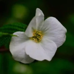 PÉPINIÈRES NAUDET - Fausse corète (rhodotypos scandens)