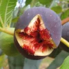 PÉPINIÈRES NAUDET - Figuier 'candy black' (ficus carica 'candy black')