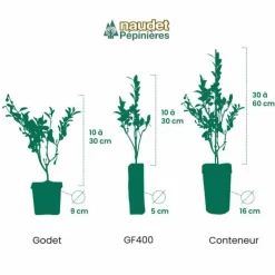 PÉPINIÈRES NAUDET - Figuier 'candy black' (ficus carica 'candy black')