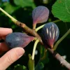 PÉPINIÈRES NAUDET - Figuier 'noir de caromb' (ficus carica 'noir de caromb')