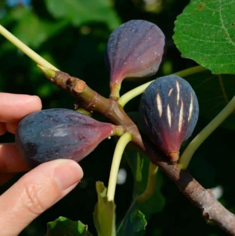 PÉPINIÈRES NAUDET - Figuier 'noir de caromb' (ficus carica 'noir de caromb')