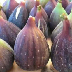 PÉPINIÈRES NAUDET - Figuier 'noir de caromb' (ficus carica 'noir de caromb')