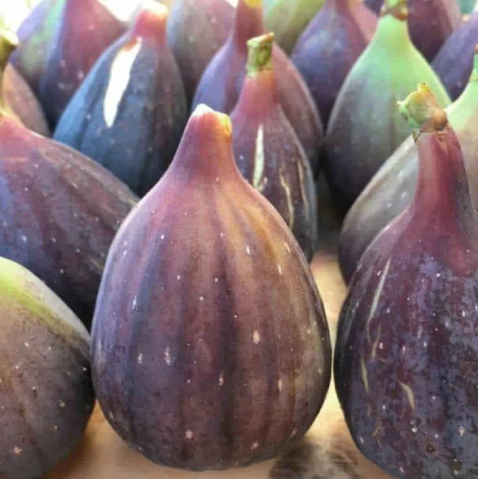 PÉPINIÈRES NAUDET - Figuier 'noir de caromb' (ficus carica 'noir de caromb')