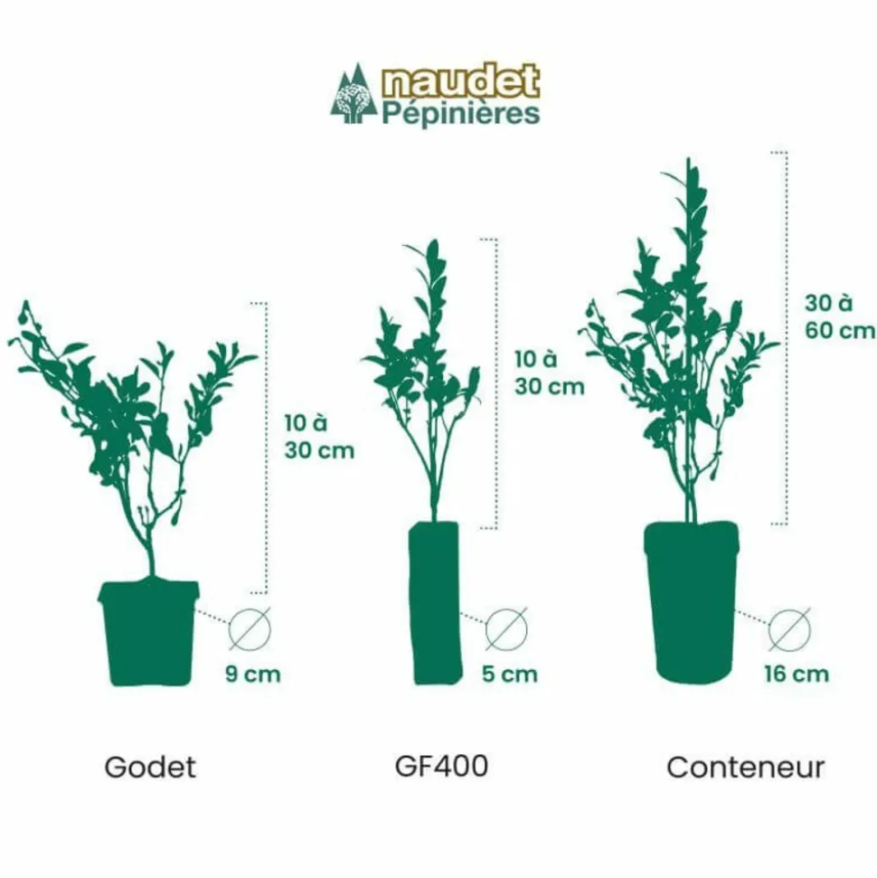 PÉPINIÈRES NAUDET - Figuier 'noir de caromb' (ficus carica 'noir de caromb')