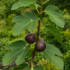 PÉPINIÈRES NAUDET - Figuier 'brown turkey' (ficus carica 'brown turkey')