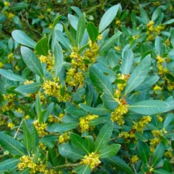 PÉPINIÈRES NAUDET - Filaire à feuilles larges (phillyrea latifolia)