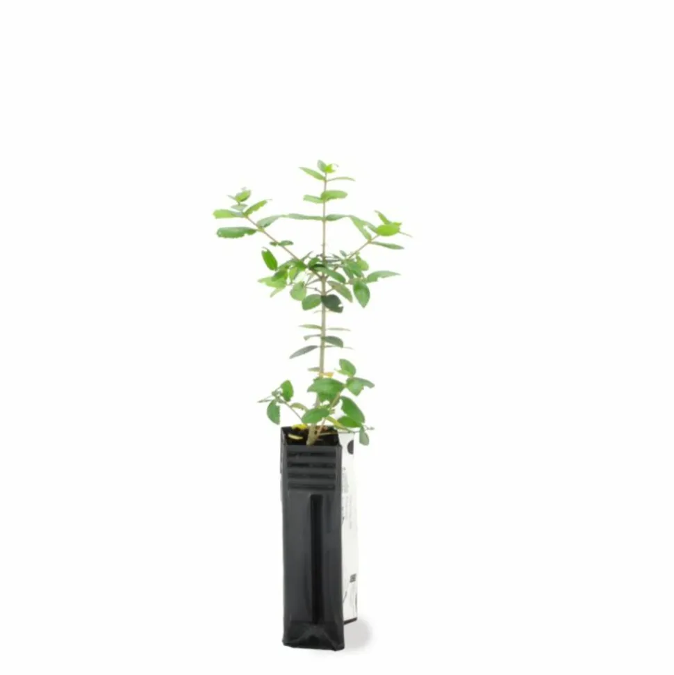 PÉPINIÈRES NAUDET - Filaire à feuilles larges (phillyrea latifolia)