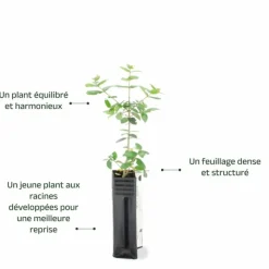 PÉPINIÈRES NAUDET - Filaire à feuilles larges (phillyrea latifolia)