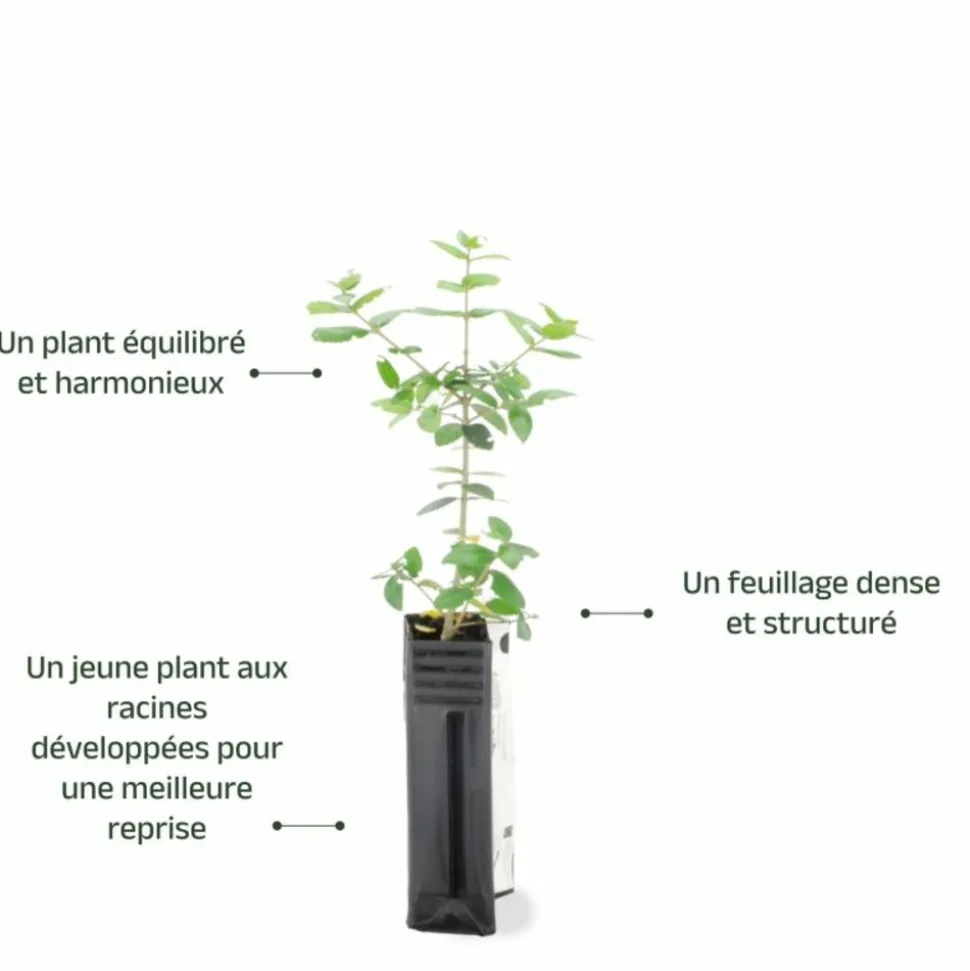 PÉPINIÈRES NAUDET - Filaire à feuilles larges (phillyrea latifolia)