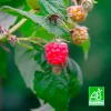 PÉPINIÈRES NAUDET - Framboisier 'meeker' bio (rubus idaeus 'meeker')