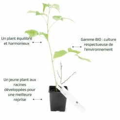 PÉPINIÈRES NAUDET - Framboisier 'meeker' bio (rubus idaeus 'meeker')
