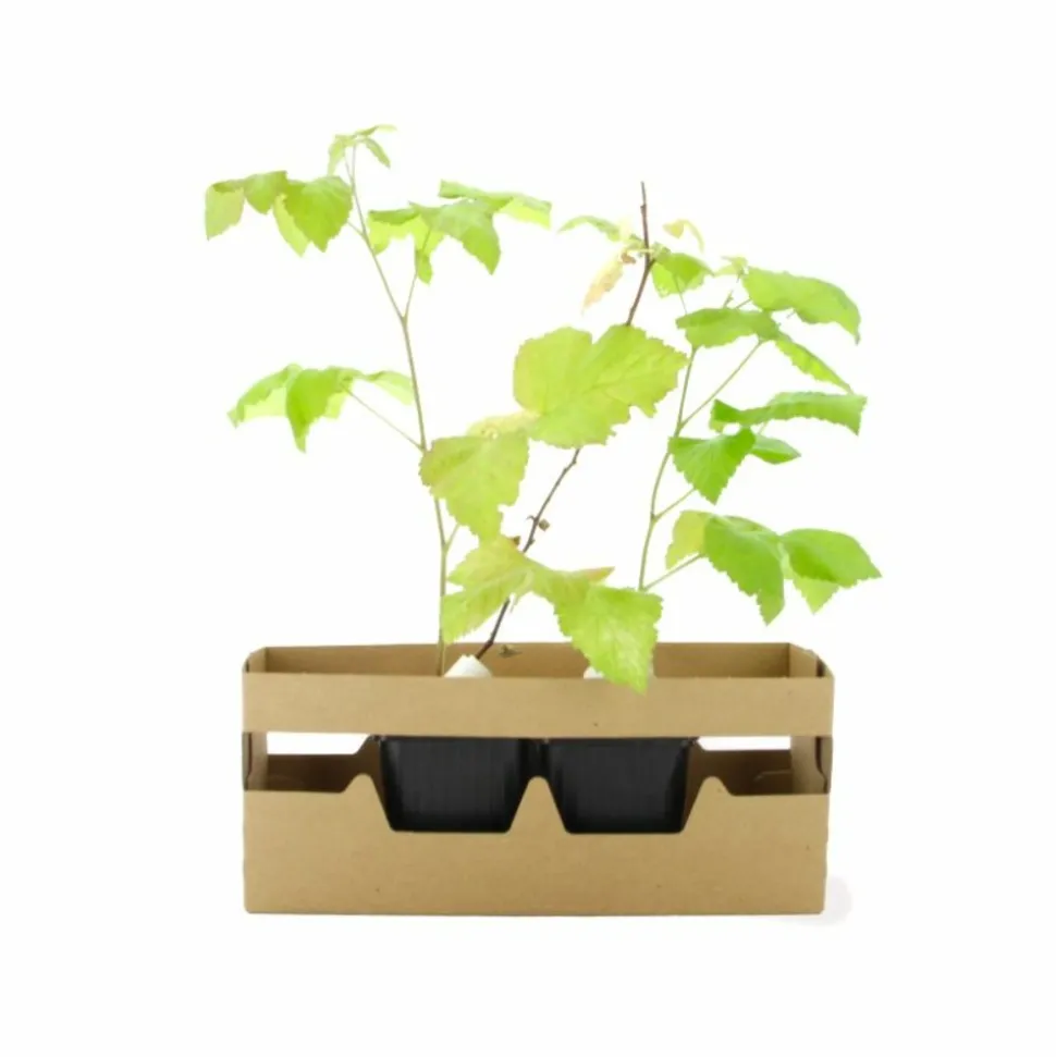 PÉPINIÈRES NAUDET - Framboisier 'meeker' bio (rubus idaeus 'meeker')