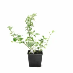 PÉPINIÈRES NAUDET - Fusain de fortune 'emerald gold' (euonymus fortunei 'emerald'n gold')