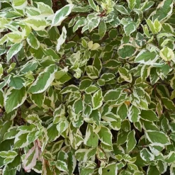 PÉPINIÈRES NAUDET - Fusain du japon 'bravo' (euonymus japonicus 'bravo')