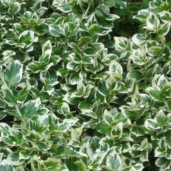 PÉPINIÈRES NAUDET - Fusain de fortune 'emerald gaiety' (euonymus fortunei 'emerald gaiety')
