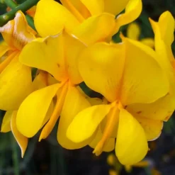 PÉPINIÈRES NAUDET - Genêt d'espagne (spartium junceum)