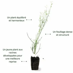 PÉPINIÈRES NAUDET - Genêt d'espagne (spartium junceum)