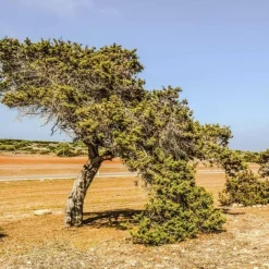 PÉPINIÈRES NAUDET - Genévrier de phénicie (juniperus 'phoenica') - godet - taille 13/25cm