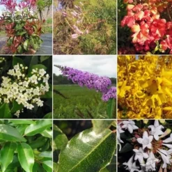 PÉPINIÈRES NAUDET - Haie 4 saisons - 20 arbustes