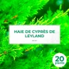 PÉPINIÈRES NAUDET - Haie de cyprès de leyland (cupressocyparis leylandii) - 20 arbustes