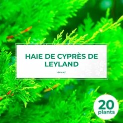 PÉPINIÈRES NAUDET - Haie de cyprès de leyland (cupressocyparis leylandii) - 20 arbustes