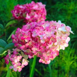 PÉPINIÈRES NAUDET - Hortensia paniculé fraise melba® 'renba' (hydrangea paniculata)