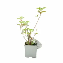 PÉPINIÈRES NAUDET - Hortensia paniculé fraise melba® 'renba' (hydrangea paniculata)