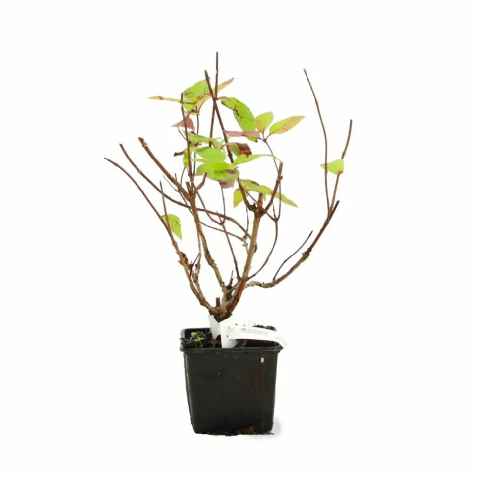 PÉPINIÈRES NAUDET - Hortensia paniculé 'grandiflora' (hydrangea paniculata 'grandiflora')