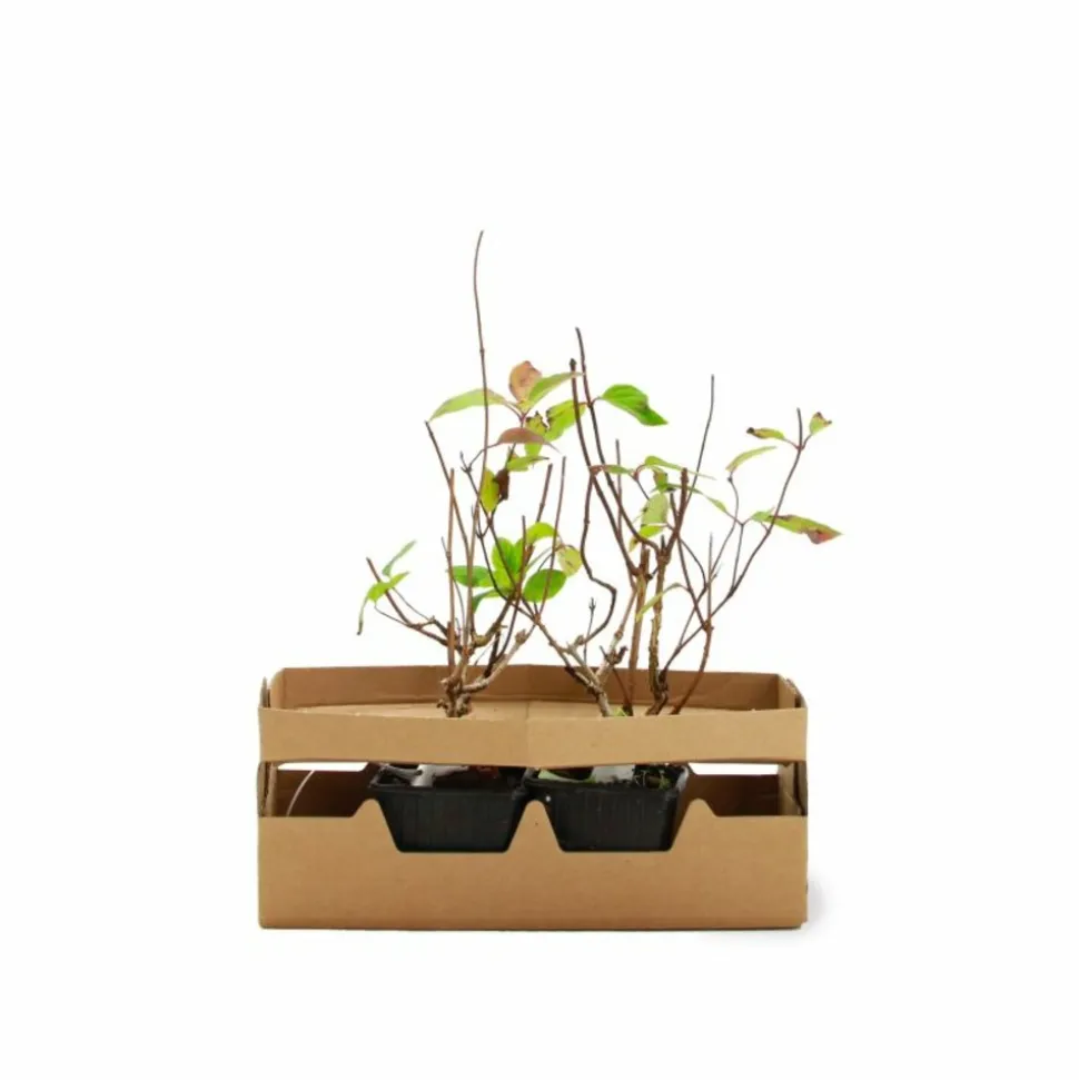 PÉPINIÈRES NAUDET - Hortensia paniculé 'grandiflora' (hydrangea paniculata 'grandiflora')