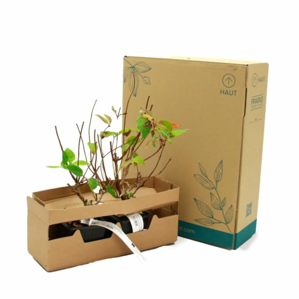 PÉPINIÈRES NAUDET - Hortensia paniculé 'grandiflora' (hydrangea paniculata 'grandiflora')