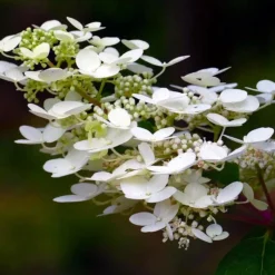 PÉPINIÈRES NAUDET - Hortensia paniculé 'kyushu' (hydrangea paniculata 'kyushu')