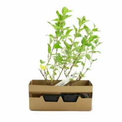 PÉPINIÈRES NAUDET - Hortensia paniculé 'kyushu' (hydrangea paniculata 'kyushu')