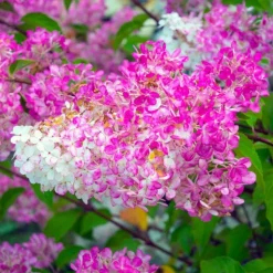 PÉPINIÈRES NAUDET - Hortensia paniculé 'vanille fraise' (hydrangea paniculata 'vanille fraise')