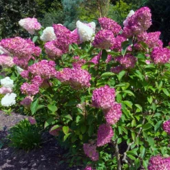 PÉPINIÈRES NAUDET - Hortensia paniculé 'vanille fraise' (hydrangea paniculata 'vanille fraise')