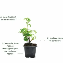 PÉPINIÈRES NAUDET - Hortensia grimpant 'petiolaris' (hydrangea)