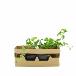 PÉPINIÈRES NAUDET - Hortensia grimpant 'petiolaris' (hydrangea)