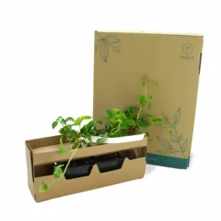 PÉPINIÈRES NAUDET - Hortensia grimpant 'petiolaris' (hydrangea)