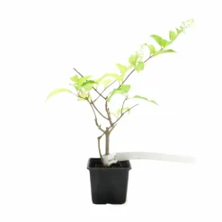 PÉPINIÈRES NAUDET - Hortensia paniculé 'pink diamond' (hydrangea paniculata 'pink diamond')