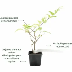 PÉPINIÈRES NAUDET - Hortensia paniculé 'pink diamond' (hydrangea paniculata 'pink diamond')