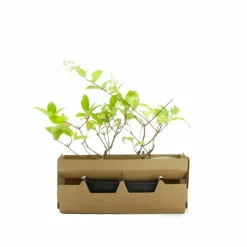 PÉPINIÈRES NAUDET - Hortensia paniculé 'pink diamond' (hydrangea paniculata 'pink diamond')