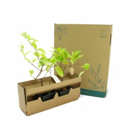 PÉPINIÈRES NAUDET - Hortensia paniculé 'pink diamond' (hydrangea paniculata 'pink diamond')